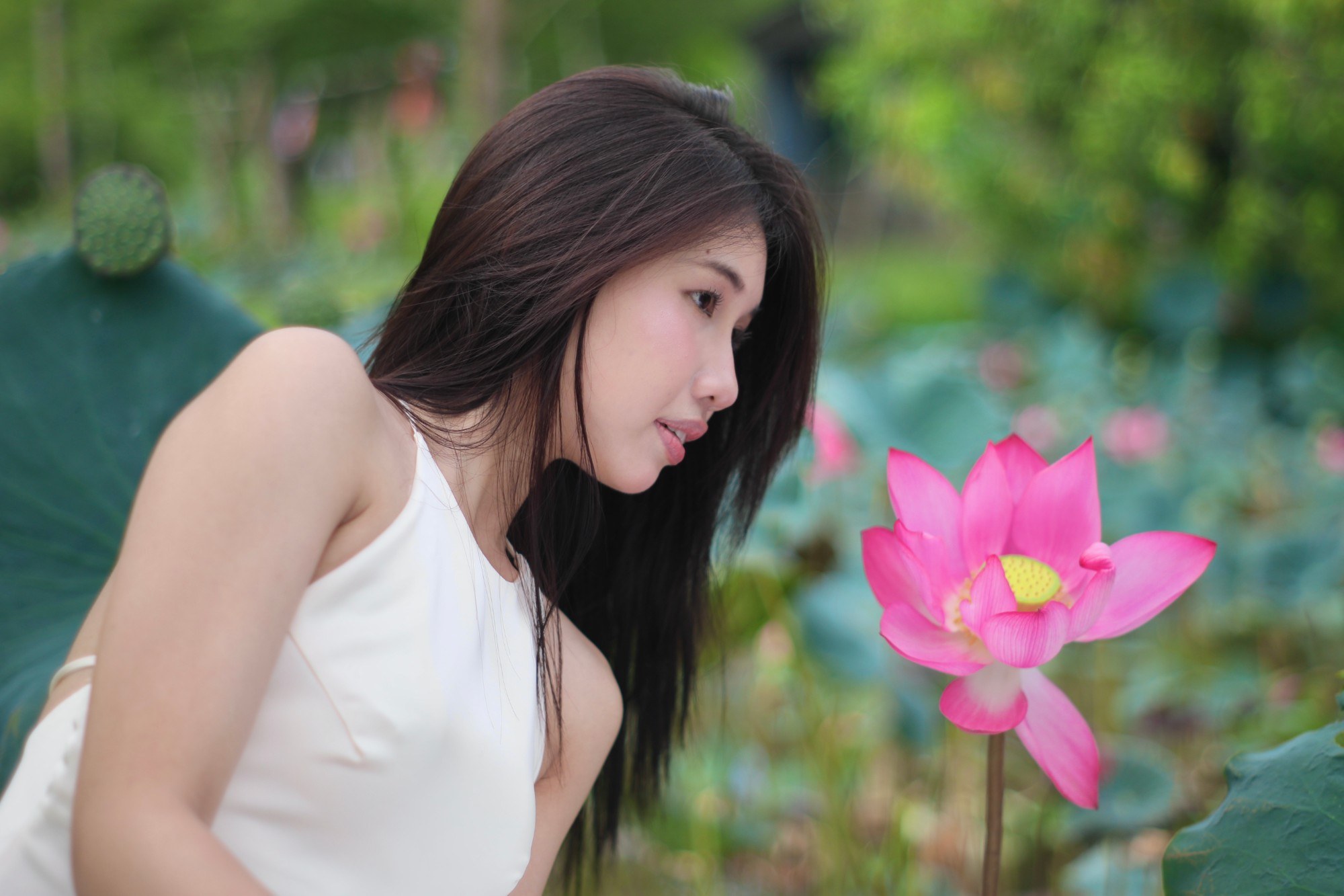 Chụp ảnh sen Hồ Trà Lý 1
