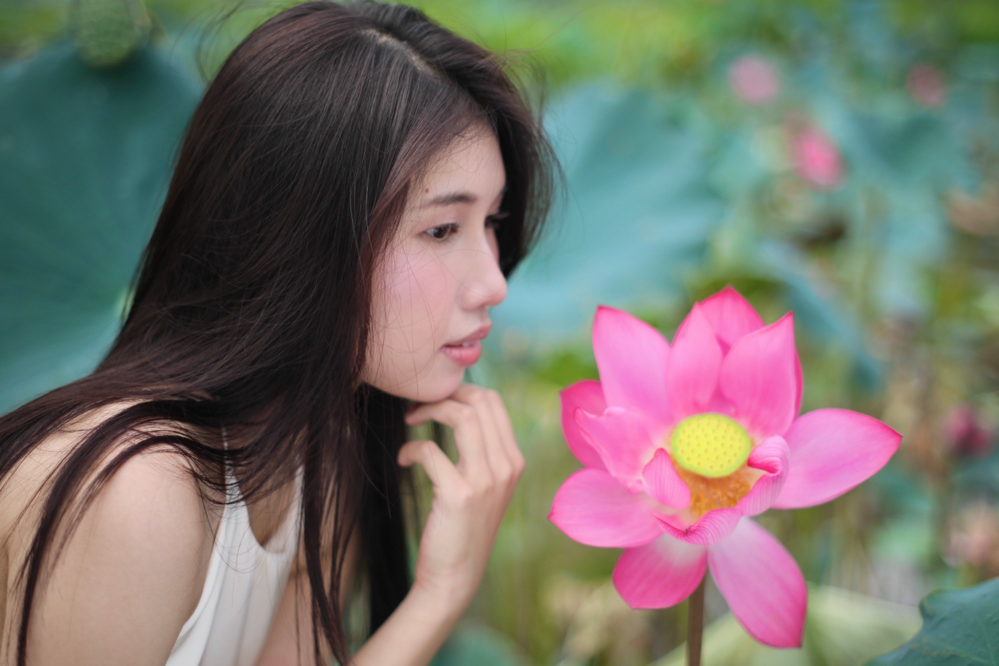 Chụp ảnh sen Hồ Trà Lý 3